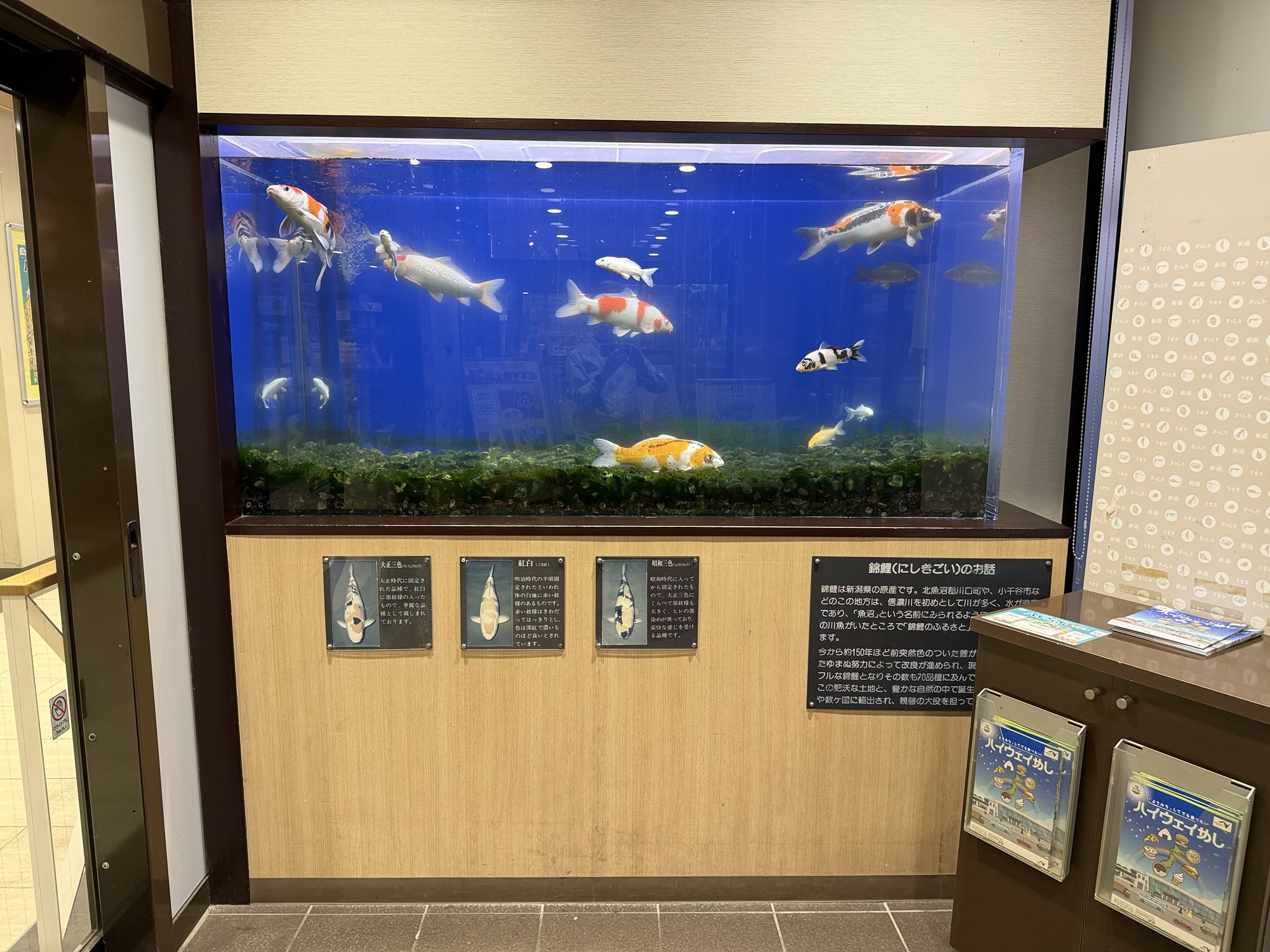 越後川口SAの錦鯉・金魚の水槽。長距離ドライブの気分転換スポット